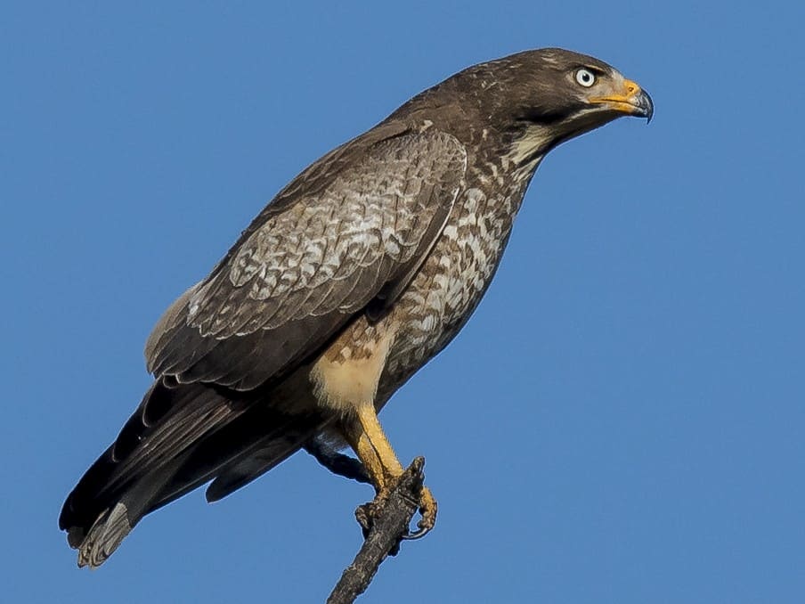 White-eyed Buzzard